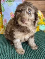 Speck, a male Miniature Labradoodle for sale in Gaffney, SC – 4 of 4
