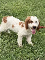 Carl, a male Miniature Labradoodle for sale in Gaffney, SC – 7 of 8