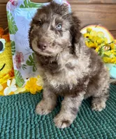 Speck, a male Miniature Labradoodle for sale in Gaffney, SC – 3 of 4