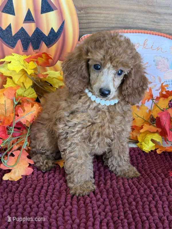 Lucy – Poodle - Miniature  puppy for sale in Gaffney, SC