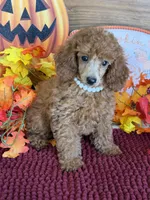 Lucy, a female Poodle - Miniature  for sale in Gaffney, SC – 1 of 4