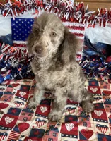 Speckles, a male Poodle - Toy  for sale in Gaffney, SC – 2 of 4