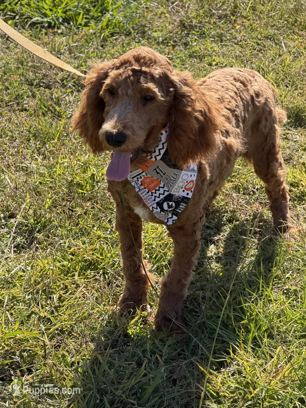 Thompson – Miniature Goldendoodle puppy for sale in Gaffney, SC