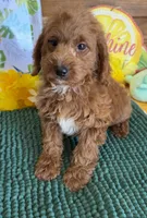 Piper, a female Miniature Labradoodle for sale in Gaffney, SC – 2 of 3