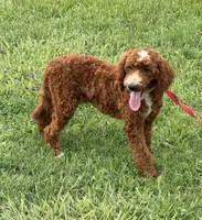 Casanova, a male Miniature Labradoodle for sale in Gaffney, SC – 6 of 6