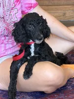 Jet, a female Miniature Labradoodle for sale in Gaffney, SC – 3 of 6