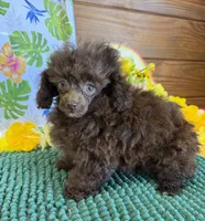 Cocoa, a female Poodle - Toy  for sale in Gaffney, SC – 3 of 4