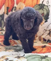 Herbie, a male Poodle - Miniature  for sale in Gaffney, SC – 3 of 3