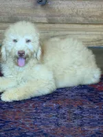 Sunshine, a male Labradoodle for sale in Gaffney, SC – 5 of 6