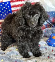 Lilly, a female Poodle - Toy  for sale in Gaffney, SC – 2 of 3