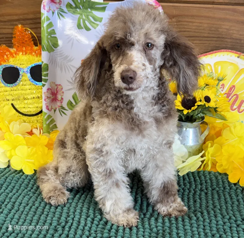 Speckles – Poodle - Toy  puppy for sale in Gaffney, SC