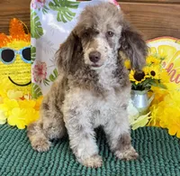 Speckles, a male Poodle - Toy  for sale in Gaffney, SC – 1 of 4