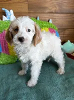 Patty, a female Miniature Labradoodle for sale in Gaffney, SC – 2 of 4