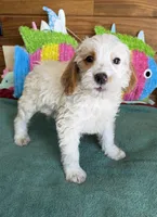 Patty, a female Miniature Labradoodle for sale in Gaffney, SC – 3 of 4