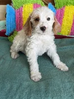 Patty, a female Miniature Labradoodle for sale in Gaffney, SC – 1 of 4