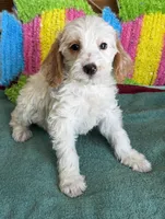 Patty, a female Miniature Labradoodle for sale in Gaffney, SC – 4 of 4