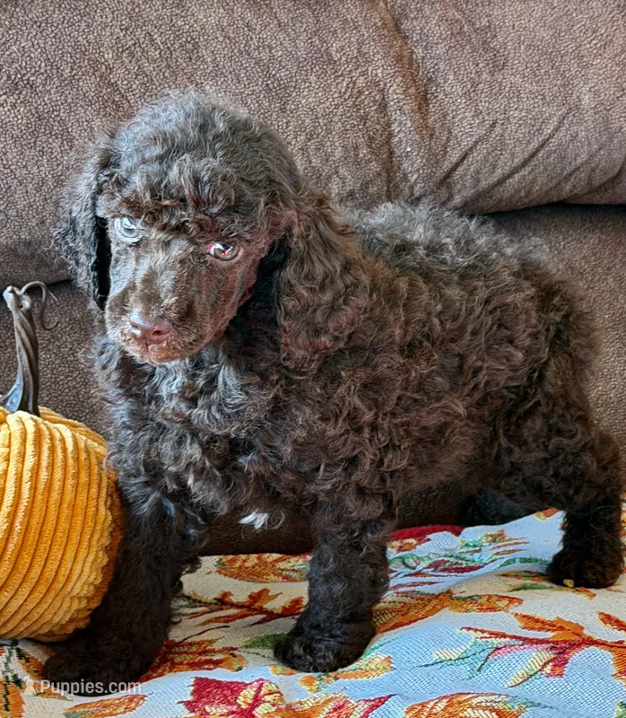Herbie – Poodle - Miniature  puppy for sale in Gaffney, SC