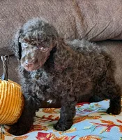 Herbie, a male Poodle - Miniature  for sale in Gaffney, SC – 1 of 3