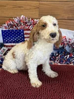Carl, a male Miniature Labradoodle for sale in Gaffney, SC – 5 of 8