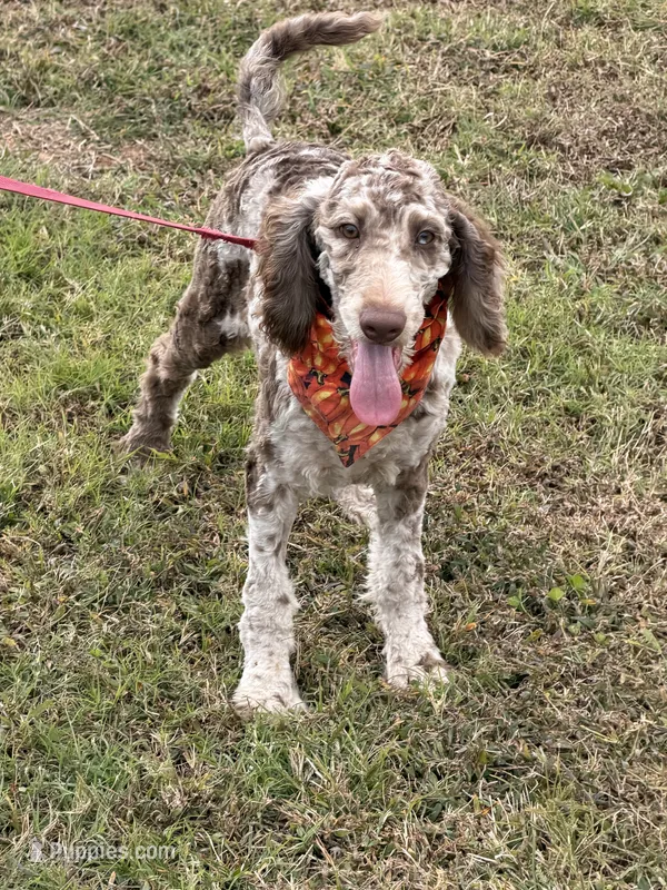 Speck – Labradoodle puppy for sale in Gaffney, SC