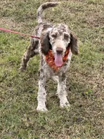 Speck, a male Labradoodle for sale in Gaffney, SC – 1 of 3