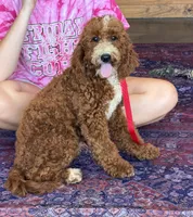 Casanova, a male Miniature Labradoodle for sale in Gaffney, SC – 2 of 9