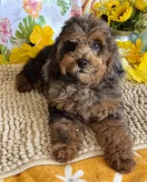 Bella, a female Cockapoo for sale in Gaffney, SC – 5 of 5
