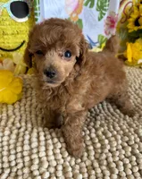 Rose, a female Poodle - Toy  for sale in Gaffney, SC – 2 of 3