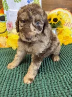 Speck, a male Miniature Labradoodle for sale in Gaffney, SC – 2 of 2
