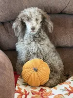 Speckles, a male Poodle - Toy  for sale in Gaffney, SC – 2 of 5