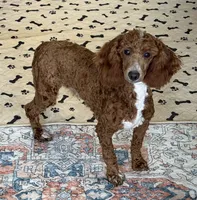 Travis, a male Poodle - Miniature  for sale in Gaffney, SC – 2 of 3