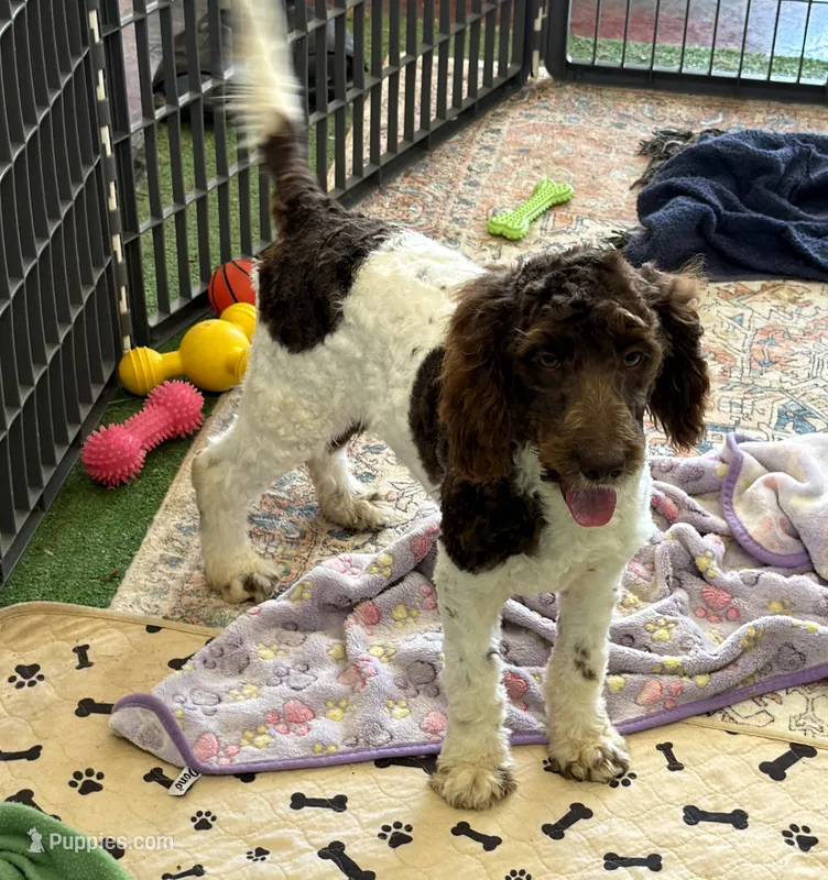 Maxx – Miniature Goldendoodle puppy for sale in Gaffney, SC