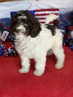 Sara, a female Miniature Goldendoodle for sale in Gaffney, SC – 3 of 7