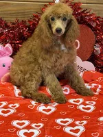 Penny, a female Poodle - Miniature  for sale in Gaffney, SC – Photo 1 of 4