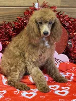 Penny, a female Poodle - Miniature  for sale in Gaffney, SC – Photo 2 of 4