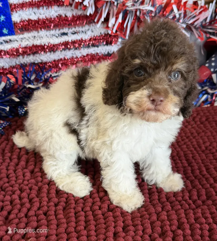 Millie – Cockapoo puppy for sale in Gaffney, SC
