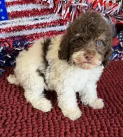 Millie, a female Cockapoo for sale in Gaffney, SC – 1 of 4