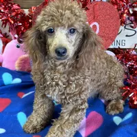 Adam, a male Poodle - Toy  for sale in Gaffney, SC – Photo 2 of 3