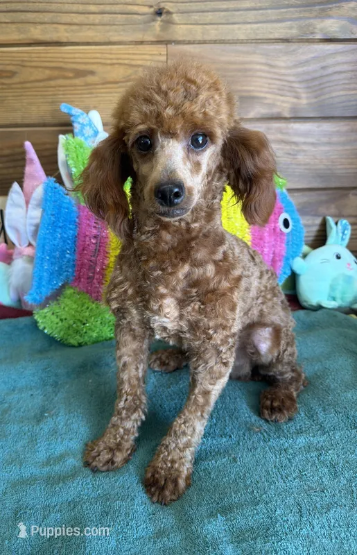 Adam – Poodle - Toy  puppy for sale in Gaffney, SC