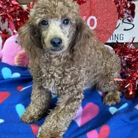 Adam, a male Poodle - Toy  for sale in Gaffney, SC – Photo 3 of 3