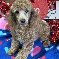 Adam, a male Poodle - Toy  for sale in Gaffney, SC – Photo 1 of 3
