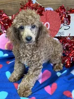Adam, a male Poodle - Toy  for sale in Gaffney, SC – Photo 1 of 3