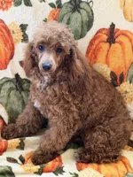 Finn, a male Poodle - Toy  for sale in Gaffney, SC – 2 of 9