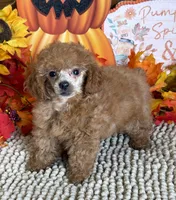 Rose, a female Poodle - Toy  for sale in Gaffney, SC – 3 of 4