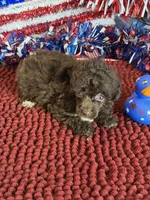 Brownie, a male Poodle - Toy  for sale in Gaffney, SC – 3 of 3