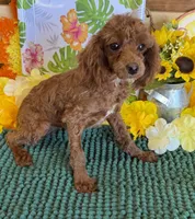 Lottie, a female Poodle - Toy  for sale in Gaffney, SC – 3 of 3