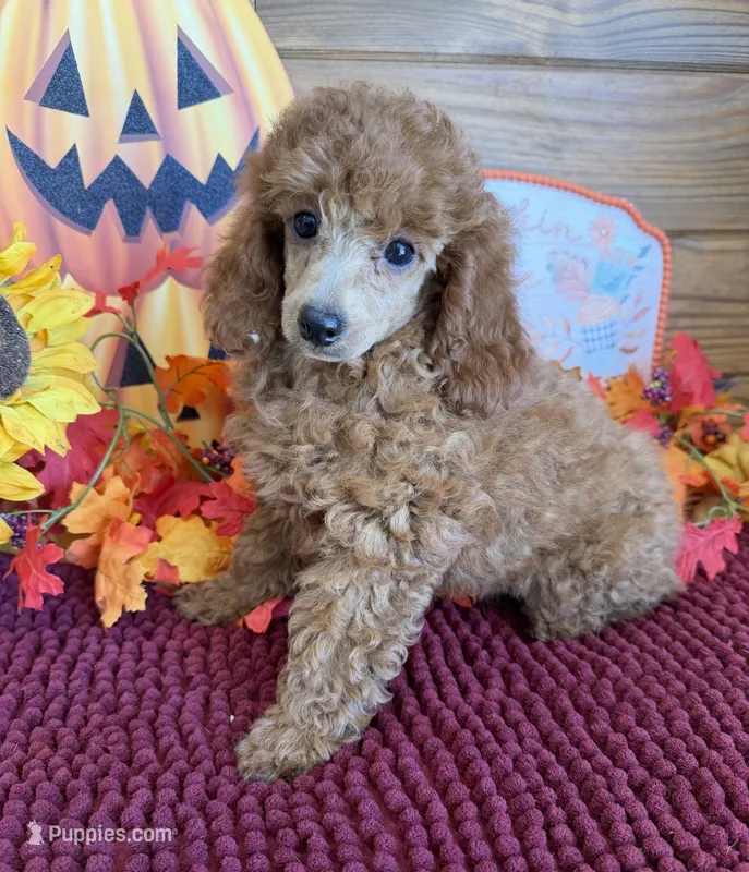 Flannigan – Poodle - Miniature  puppy for sale in Gaffney, SC