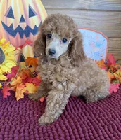 Flannigan, a male Poodle - Miniature  for sale in Gaffney, SC – 1 of 3