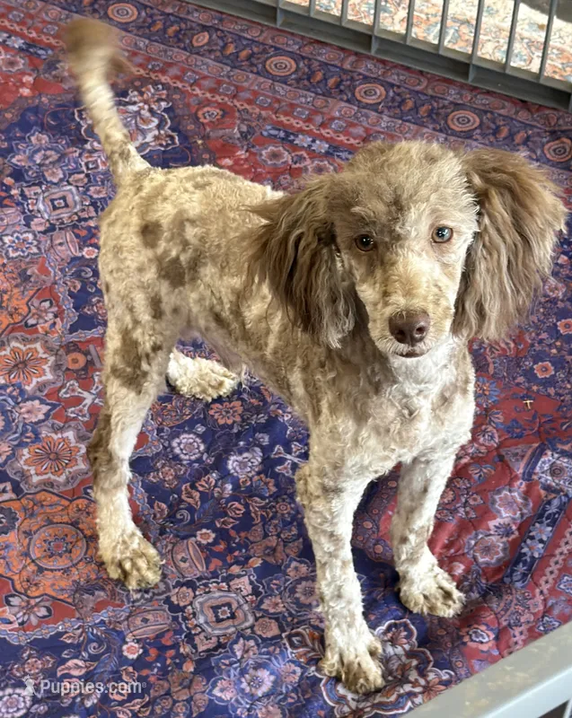 Speckles – Poodle - Miniature  puppy for sale in Gaffney, SC