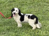 Oreo, a female Miniature Labradoodle for sale in Gaffney, SC – 2 of 10